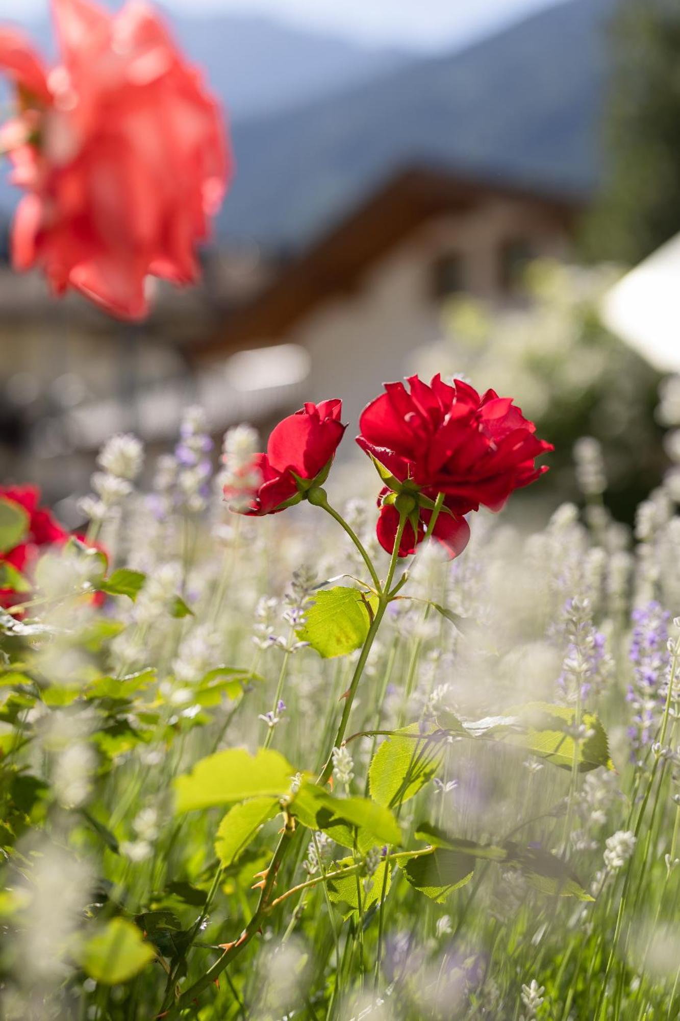 Pension Gulla - Ferienhaus Appartements B&B Нойштифт-им-Штубайталь Экстерьер фото